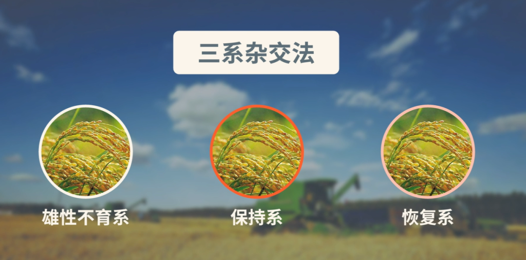 而杂交水稻则要复杂一些.