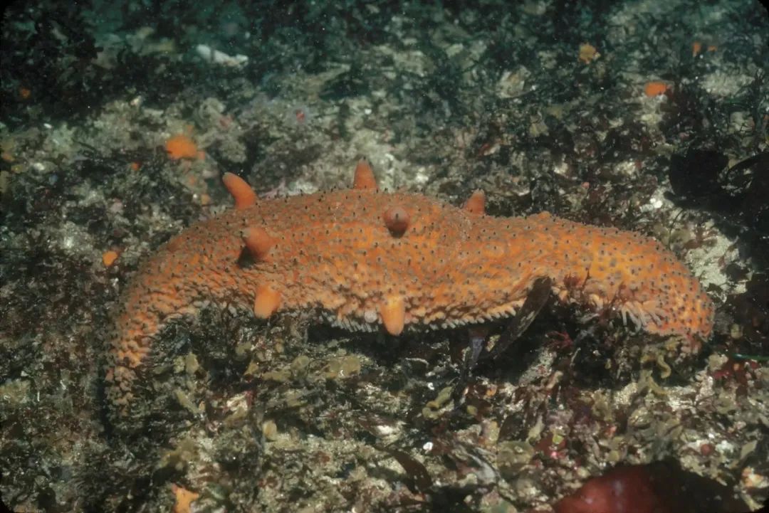 17,加州尖隆头鱼 senorita16,加州大海兔 sea hare15,红章鱼 red