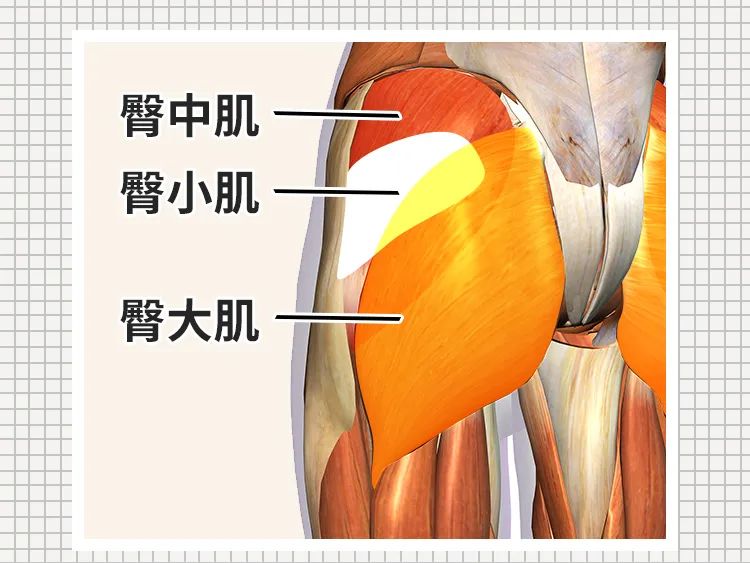 "臀小肌","梨状肌".