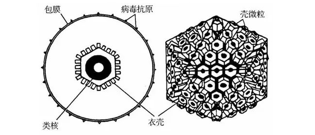 小朋友容易中招的eb病毒究竟是什么
