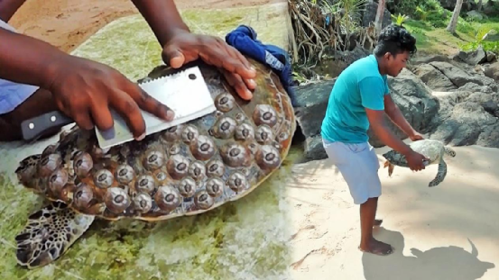 志愿者帮助海龟去掉附生的藤壶,图片来源 mymodernmet藤壶作为寄生物