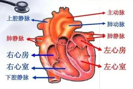 心脏共有4个腔,由左心房,左心室,右心房,右心室组成.如图所示.心脏