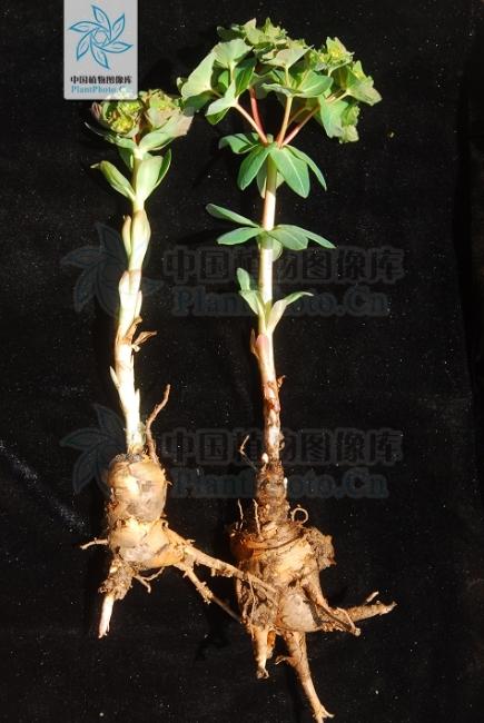談毒色變！生活中有哪些“毒”字輩的植物？