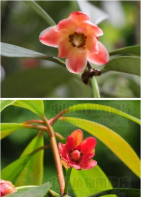 談毒色變！生活中有哪些“毒”字輩的植物？