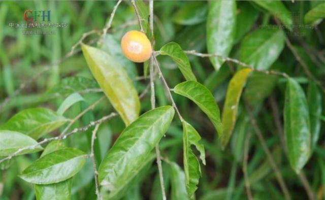 談毒色變！生活中有哪些“毒”字輩的植物？