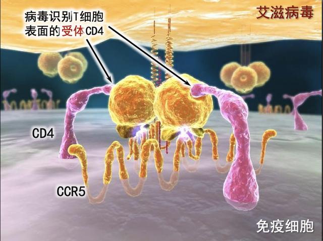 全球第二例“緩解”變“治愈”，戰(zhàn)勝艾滋病的曙光初露