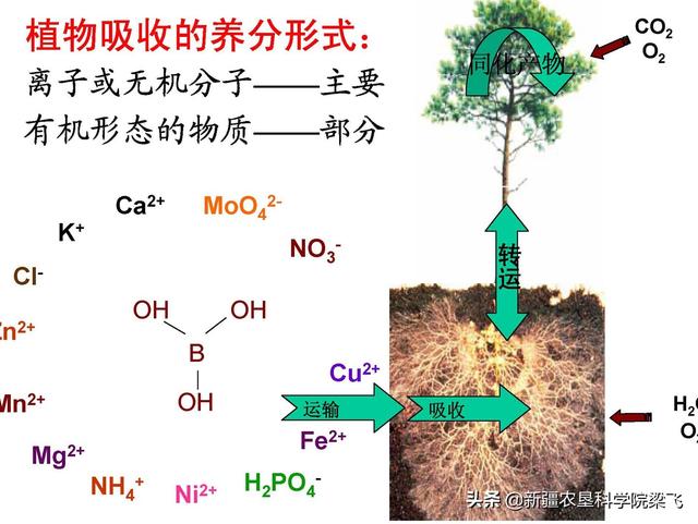 “种肥同播”与“出苗水带肥”对于新疆滴灌作物该如何选择？