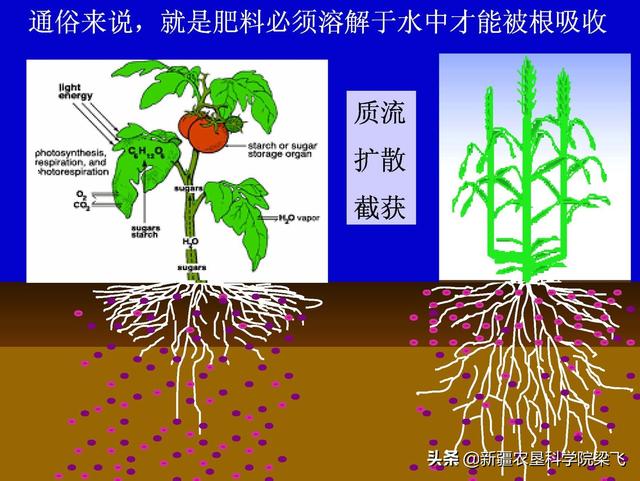 “种肥同播”与“出苗水带肥”对于新疆滴灌作物该如何选择？