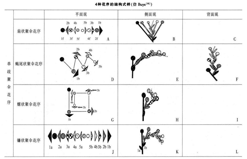 自然科普 我打赌你见过这种小花 可你根本不 在 意 深圳科普网