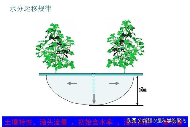 滴灌作物根區(qū)水肥分布特征、根區(qū)調(diào)控及水肥高效