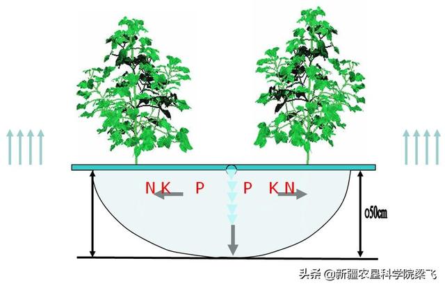 滴灌作物根區(qū)水肥分布特征、根區(qū)調(diào)控及水肥高效