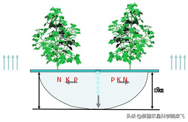 滴灌作物根区水肥分布特征、根区调控及水肥高效