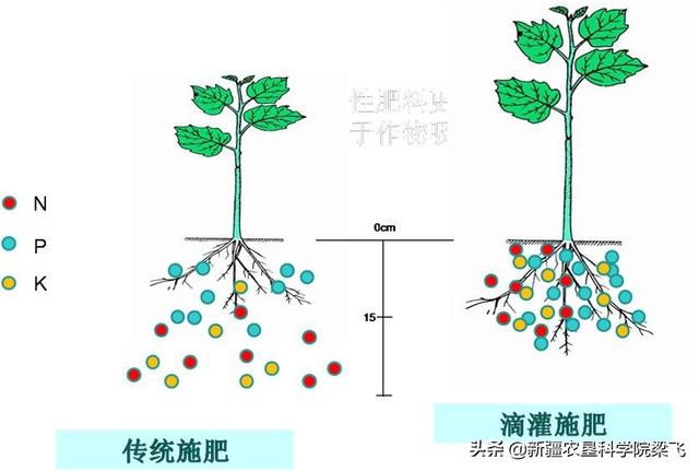 滴灌作物根区水肥分布特征、根区调控及水肥高效