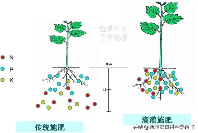 滴灌作物根區(qū)水肥分布特征、根區(qū)調(diào)控及水肥高效