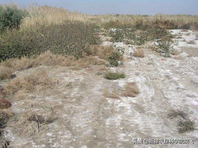 为什么盐碱地条件下，滴灌棉田遇到较大降雨会出现死苗的情况