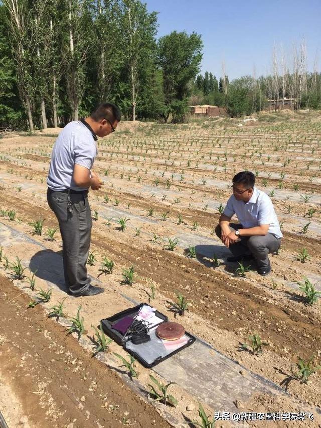 為什么鹽堿地條件下，滴灌棉田遇到較大降雨會出現(xiàn)死苗的情況