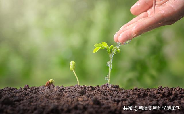如何提高土壤有机质，实现藏粮于地？