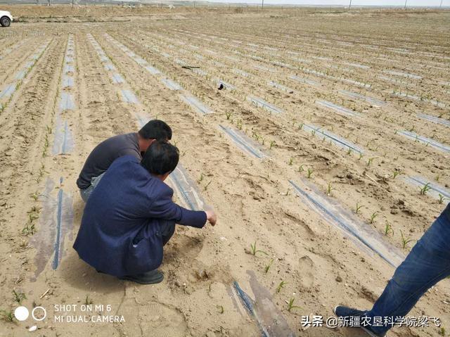 滴灌作物如何滴好出苗水，如何用好出苗水做好根區(qū)改良