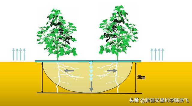 鹽堿地上滴灌技術(shù)應(yīng)用的特點是什么？