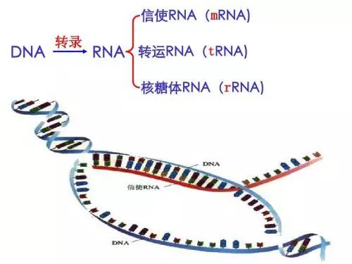 深度解码 ｜一文读懂新冠疫苗研发五大技术路线及应用前景