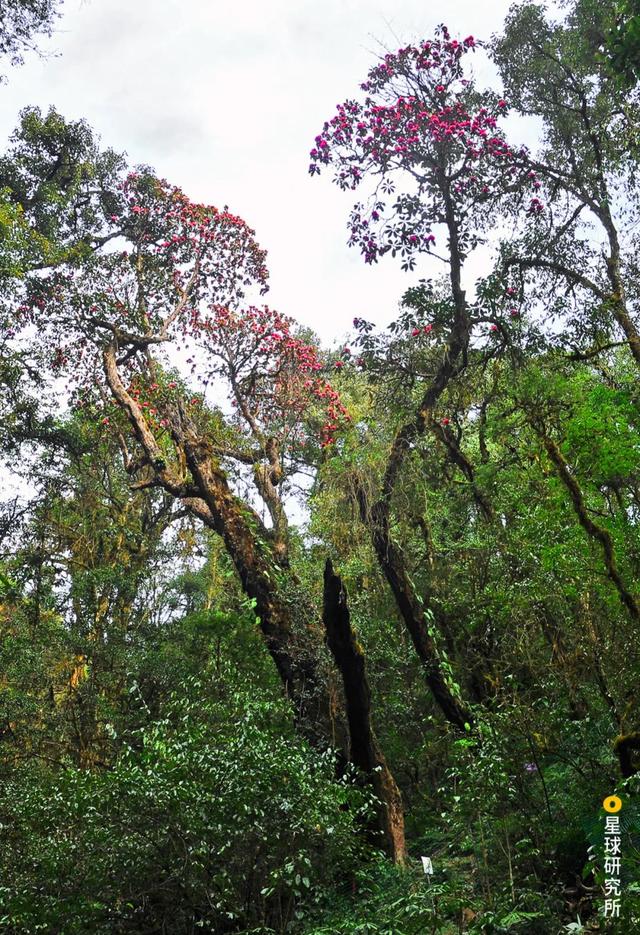 高黎贡山，因何伟大？