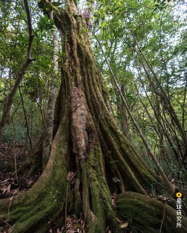 高黎贡山，因何伟大？