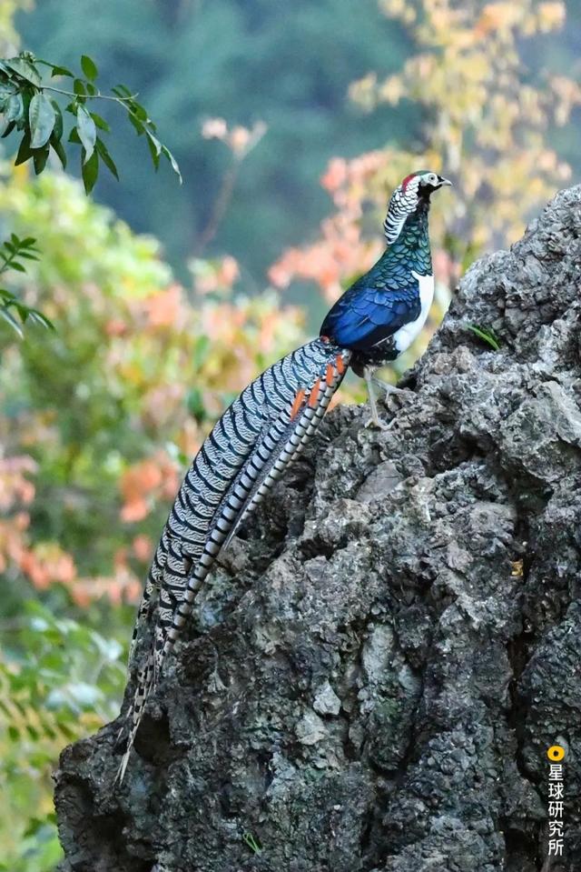 高黎贡山，因何伟大？