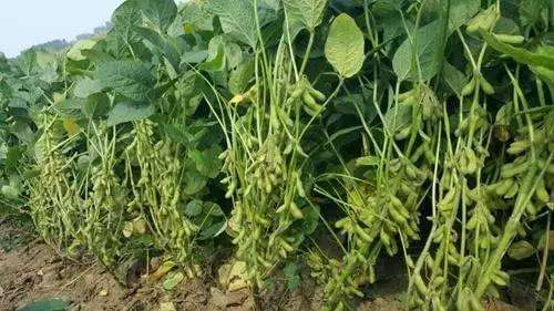 辟谣：大豆自己能固氮，种植时不需要再施氮肥？来看学者的建议 