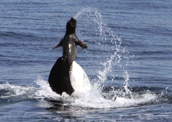 正在捕食海豹的虎鲸,属于齿鲸类,身长为8