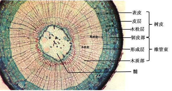 椴树茎横切结构图图片