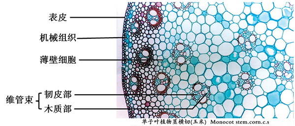 玉米叶片横切结构图图片