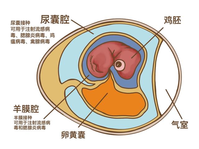 蛾子里飞出新冠疫苗？为了让人人都打得起疫苗，科学家们操碎了心