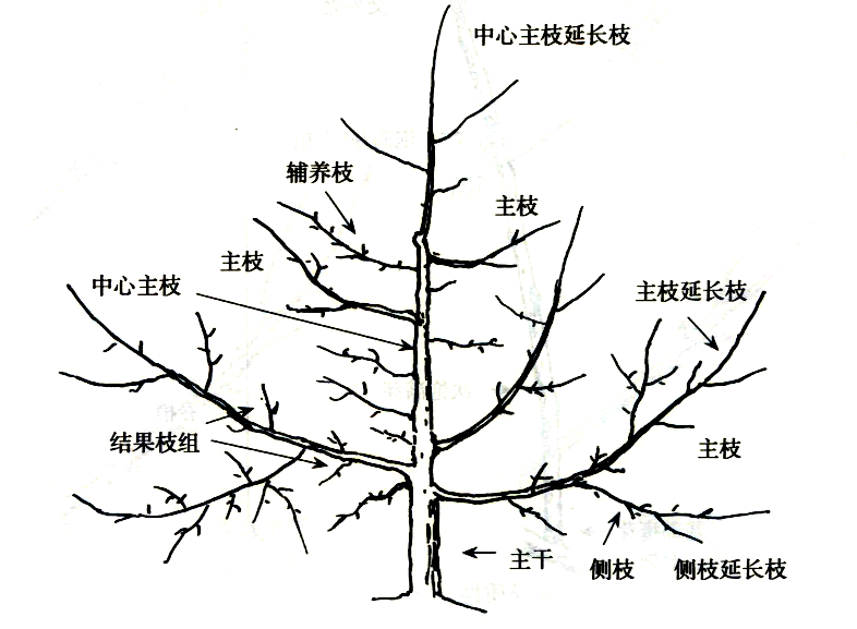 苹果树体结构和各部位名称学术资讯 科技工作者之家