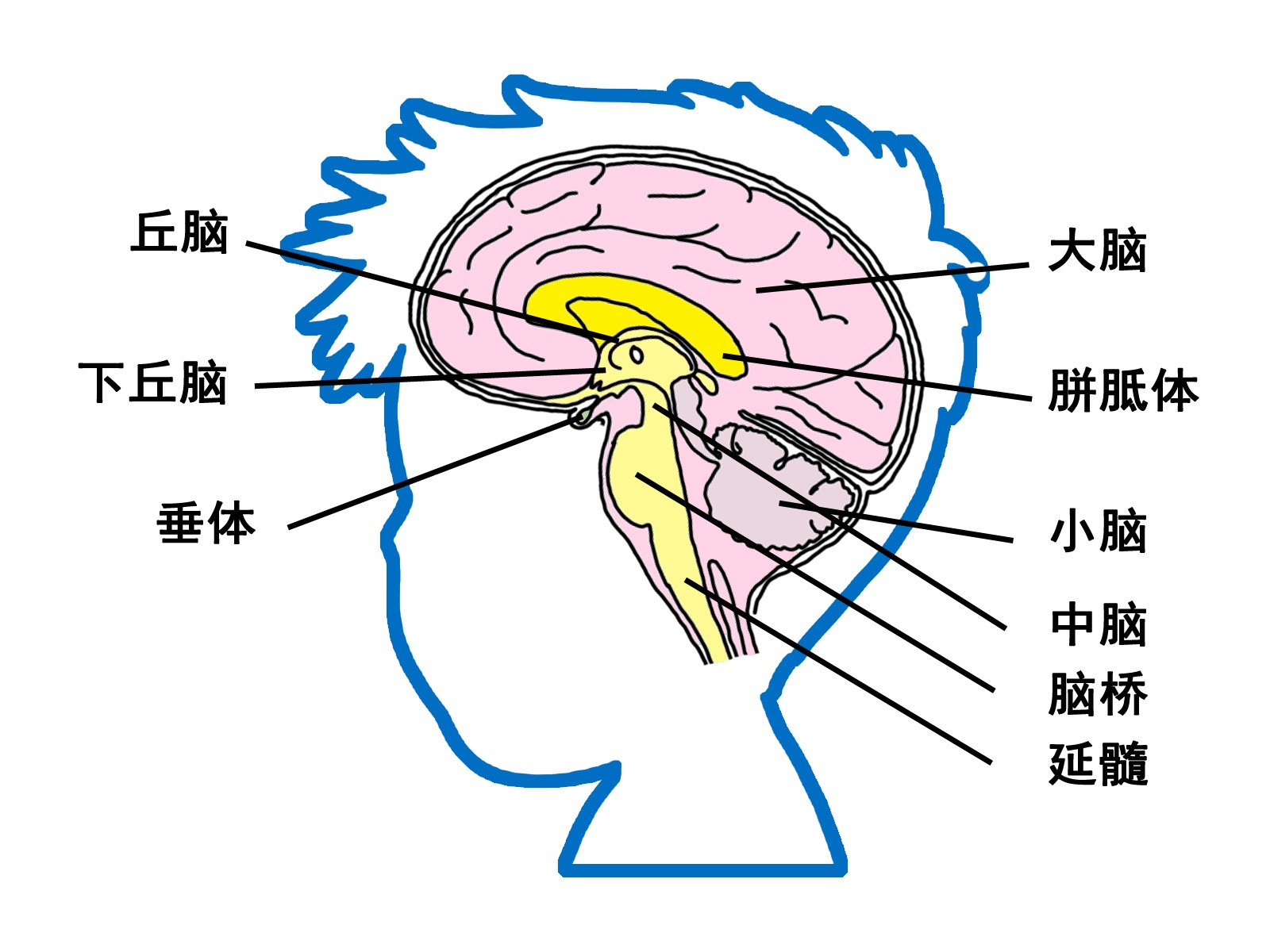 间脑结构图及功能图片