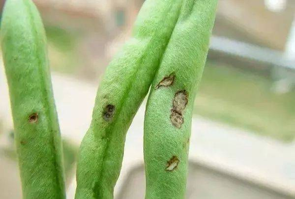 豆类蔬菜炭疽病的防治