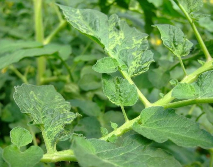 番茄病毒病其病毒病原有20多种,主要有黄瓜花叶病毒,烟草花叶病毒