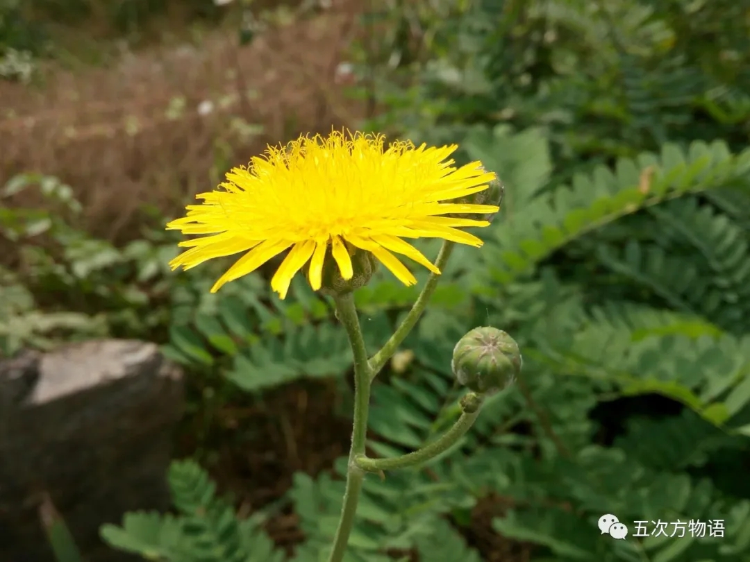 苦苣生茯花 库存照片. 图片 包括有 苦苣生茯, 绿色, 英俊, 草本, 绽放, 本质, 关闭, 医学, 生气勃勃 - 45135962