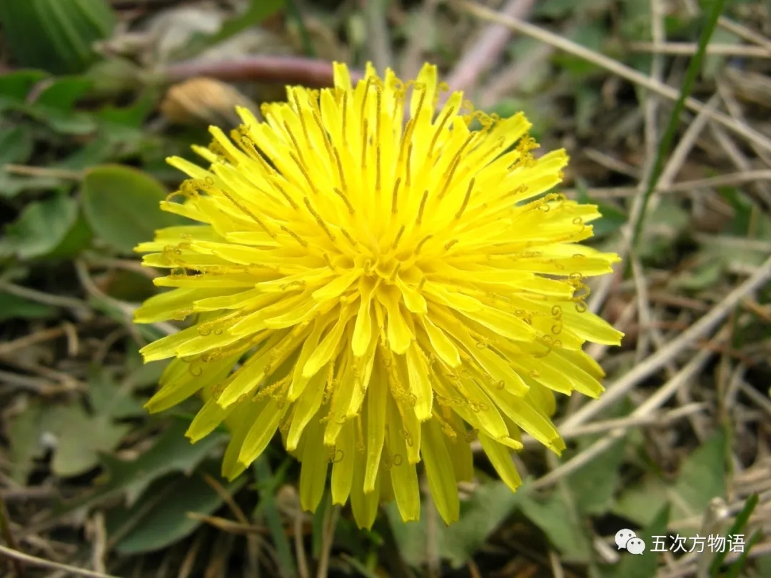 图片素材 : 模糊, 特写, 蒲公英的种子, 景深, 柔软, 环境, 焦点, 宏, 性质 4768x3456 - - 1486885 - 素材 ...