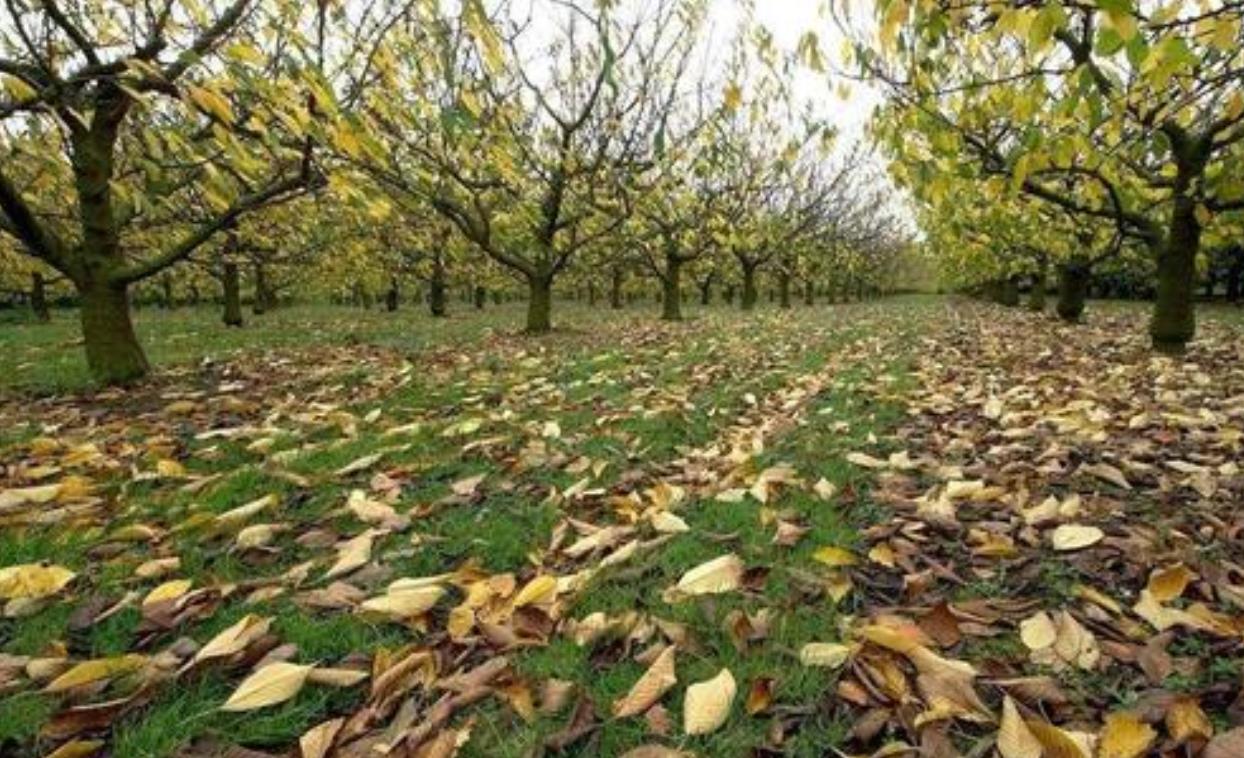 果树落叶一扫而空好还是落叶归根好如何操作
