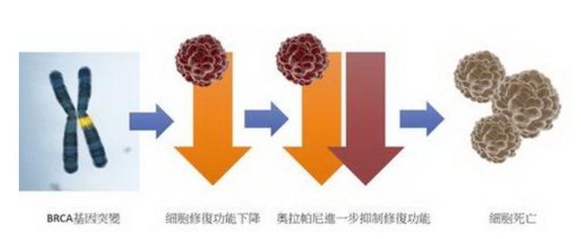 乳腺癌中最难啃的硬骨头，“中国方案”打算这样治疗它