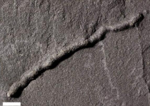 如果這些生物沒有消失，人類就可能不會出現(xiàn)在地球上