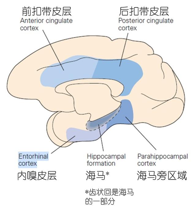 成人大脑的新生神经元：未必让你记得更多，却能让你忘得更快