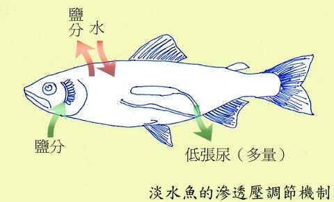 网传日料店改口称所选鱼种为虹鳟鱼，虹鳟到底是不是三文鱼？