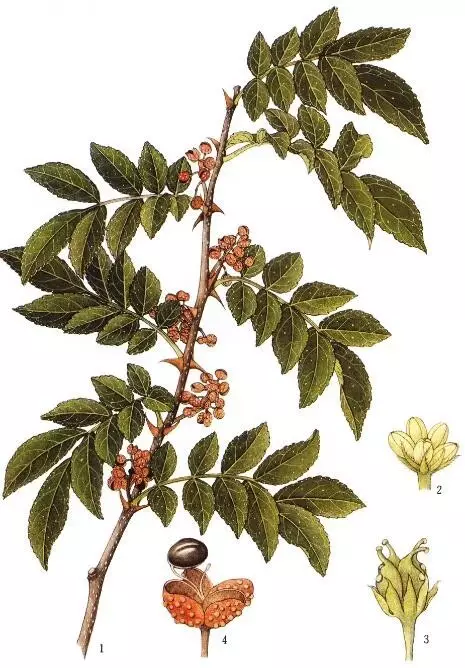 浙江植物志新编第1卷《浙江植物志(新编)》编辑委员会编植物专业