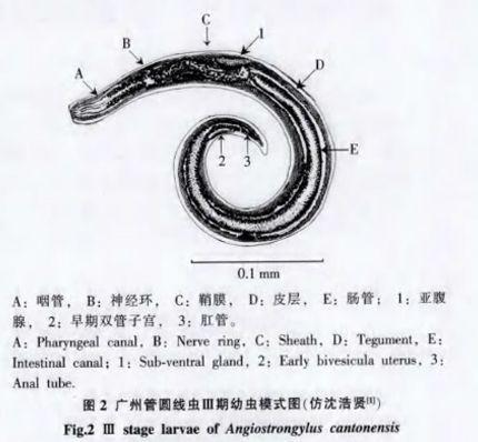 这种螺千万别吃！可能会感染中枢神经