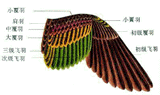 鸟翼