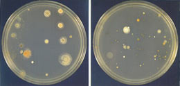 微生物的菌落特征