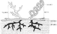 链霉菌的一般形态和构造（模式图）