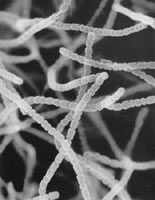 灰色链霉菌的直形孢子链，孢子表面光滑（标尺：1μm）