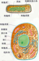 原核细胞和真核细胞结构模式图。上图：原核细胞；下图：真核细胞